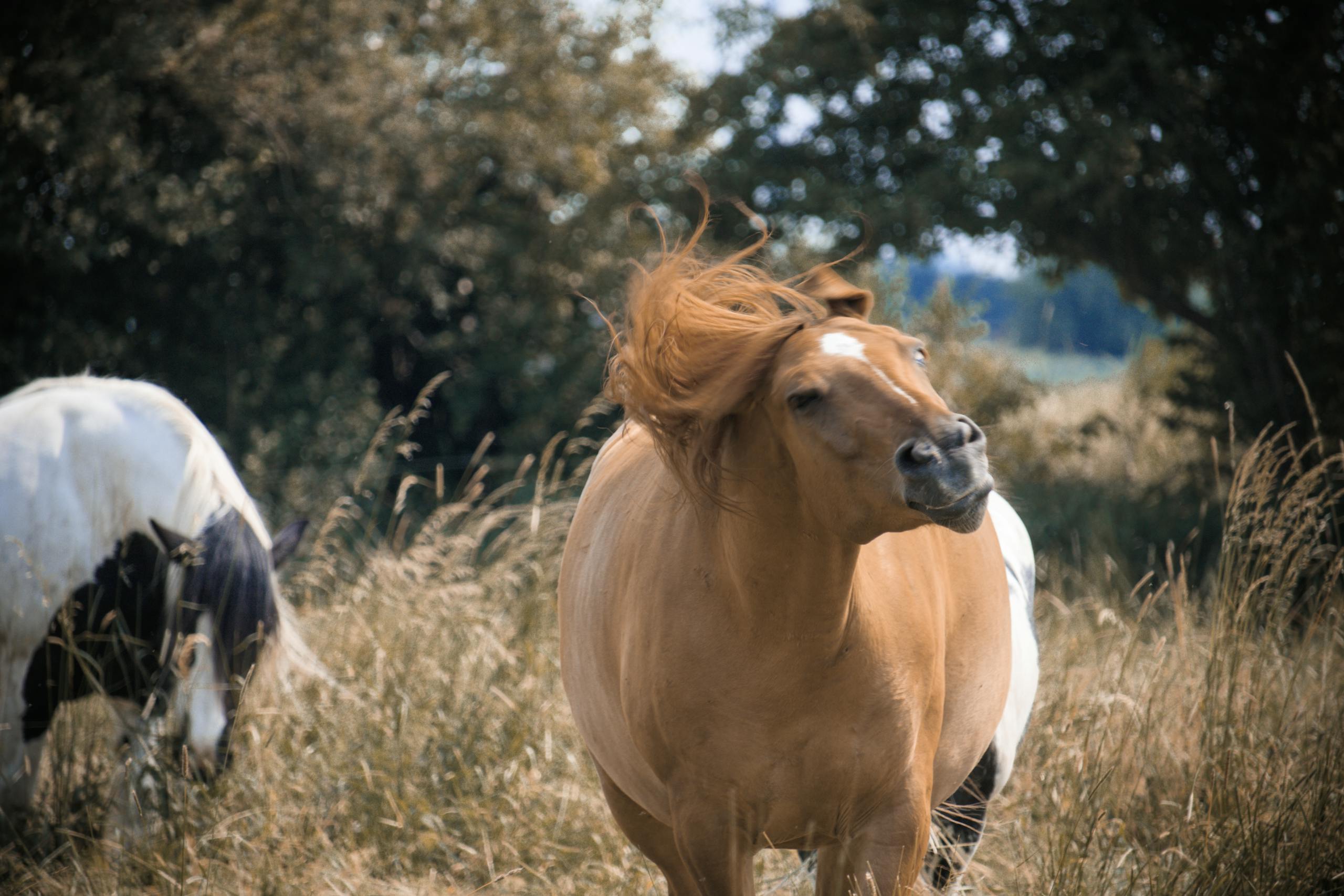 Brown and White Horses