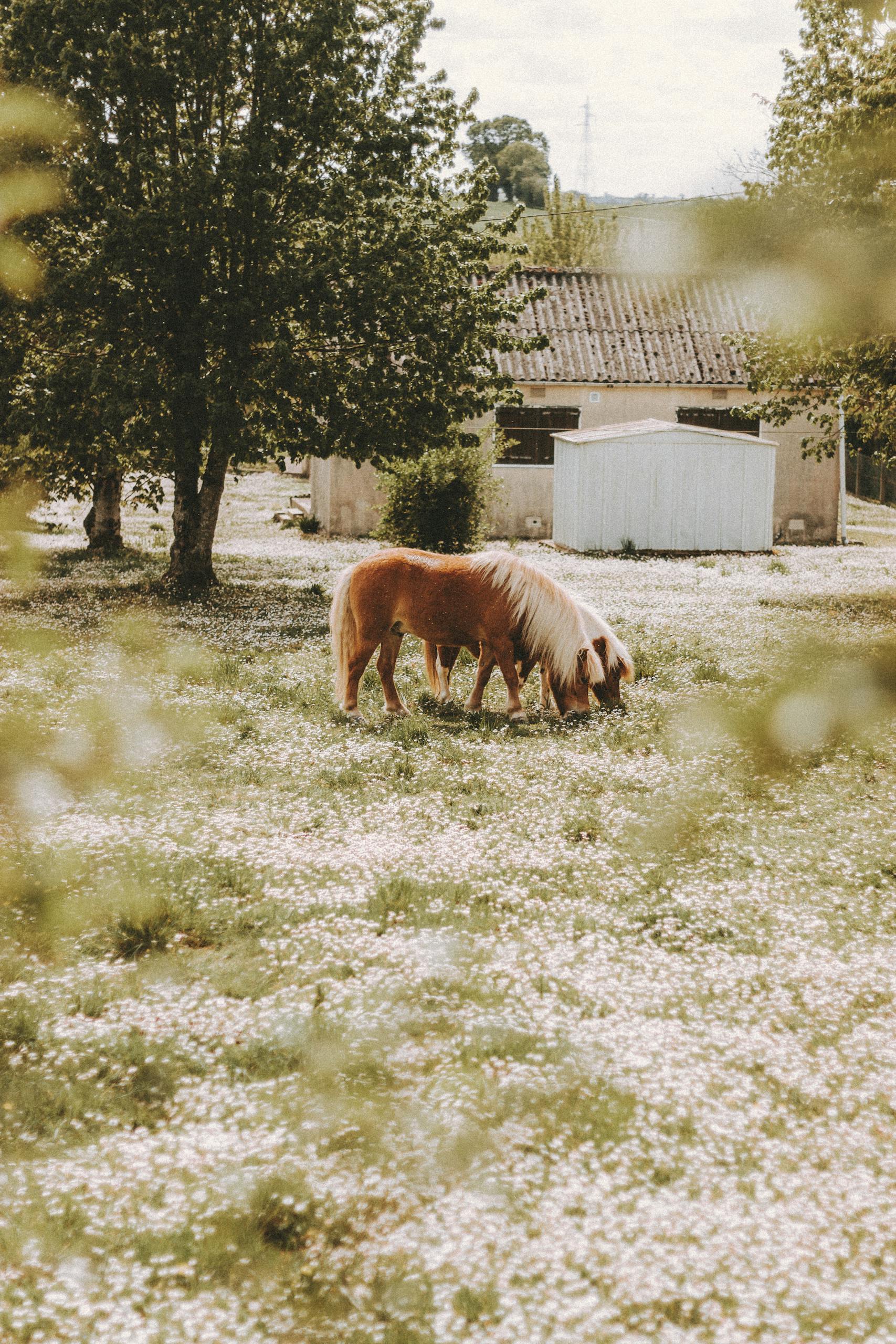 Ponies on grassy lawn in countryside